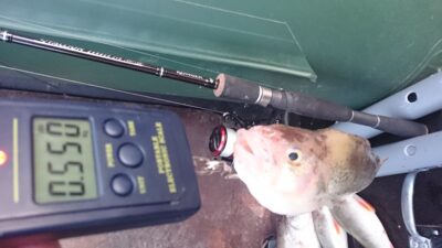 Eurasian perch, 0.6 kg — Kuršių