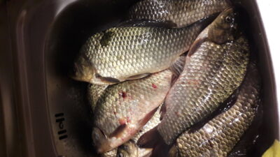Prussian carp ×7 — Kaunas reservoir