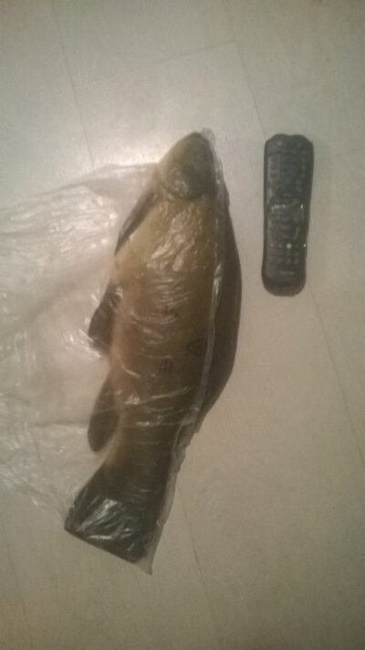 Tench, 1.5 kg