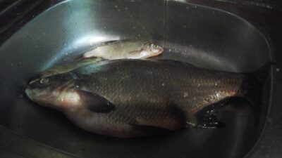 Carp bream, 1.7 kg