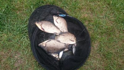 Crucian carp ×3 — Skudutis