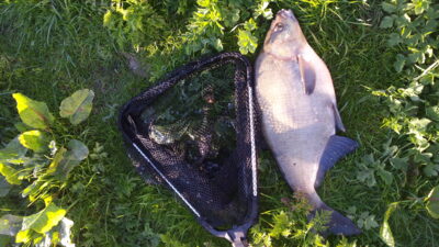 Carp bream, 1.9 kg