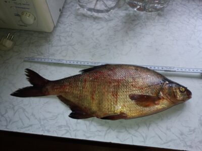 Carp bream, 1.0 kg — Drąsutaičių