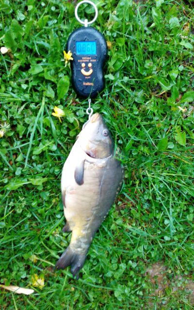 Mirror carp, 0.9 kg — Kelpšaičių