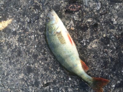 Eurasian perch — Elektrėnai reservoir