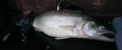 Pike perch, 1.5 kg — Kuršių