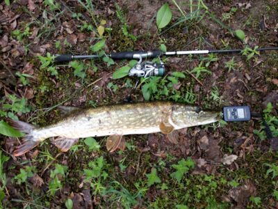 Northern Pike, 2.0 kg