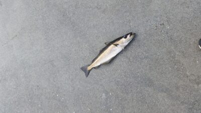 Pollock, 0.5 kg