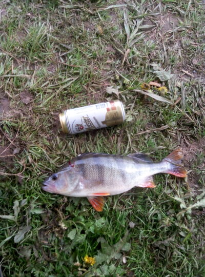 Eurasian perch, 1.0 kg — Minija