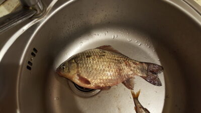 Crucian carp, 1.3 kg