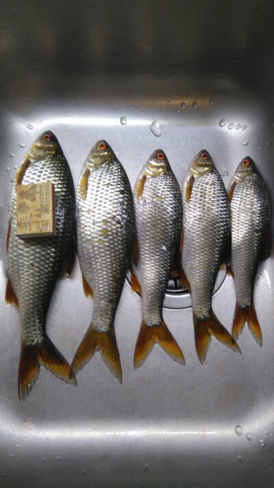 Roach ×5 — Vainiūnų