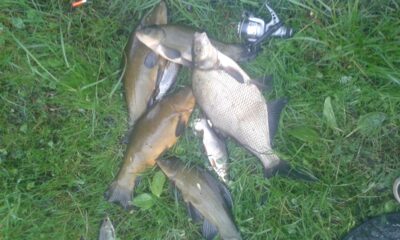 Tench, 2.0 kg — Baltausių