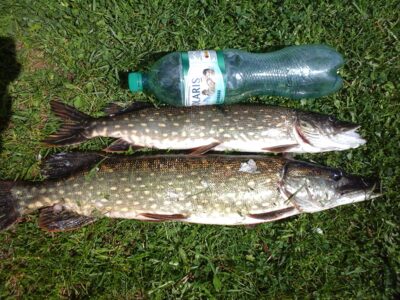Northern Pike — Kiaunas