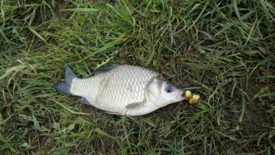 Prussian carp, 0.3 kg