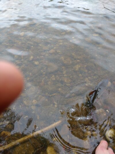 Roach ×5 — Ilgai