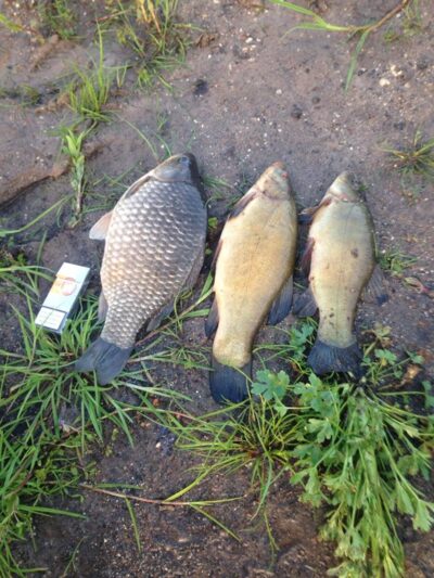 Prussian carp, 1.7 kg