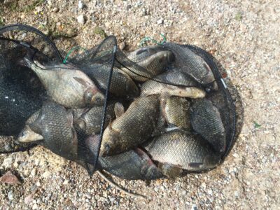 Prussian carp ×13 — Kaunas reservoir