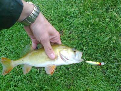 Eurasian perch ×24 — Elektrėnai reservoir