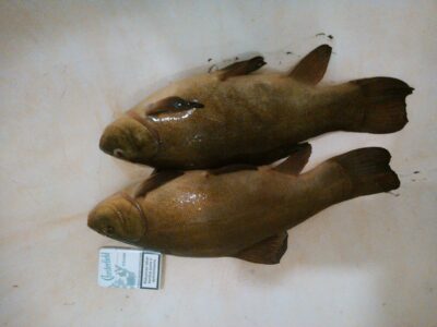 Tench ×2 — Paežerių