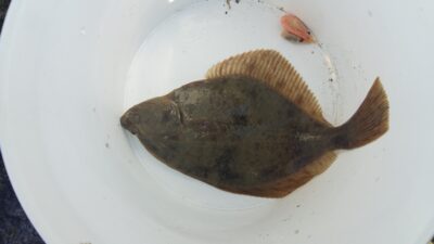 European plaice, 0.4 kg — Baltic Sea