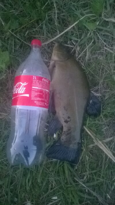Tench, 1.0 kg