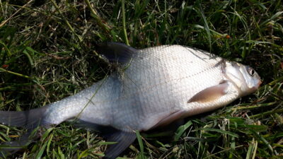 Carp bream
