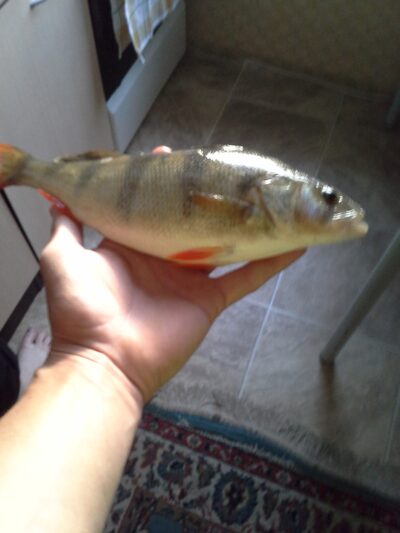 Eurasian perch ×7