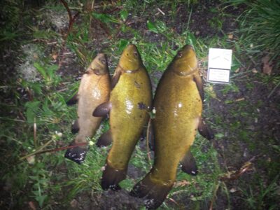 Tench ×3 — Draudenių