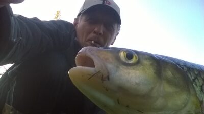 chub, 1.1 kg