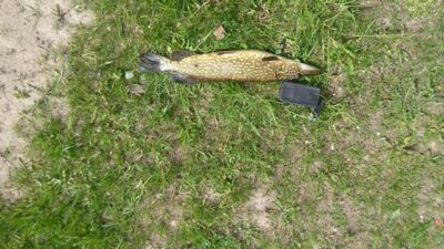 Northern Pike, 2.0 kg