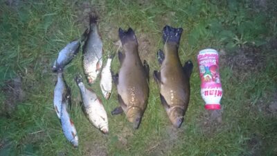 Tench, 1.0 kg