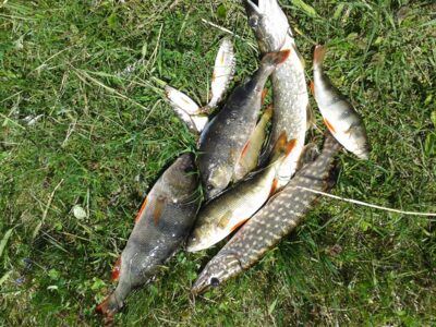 Eurasian perch ×4 — Vievis