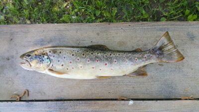 Brown Trout — Merkys
