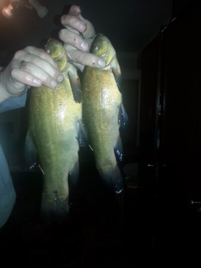 Tench, 1.1 kg