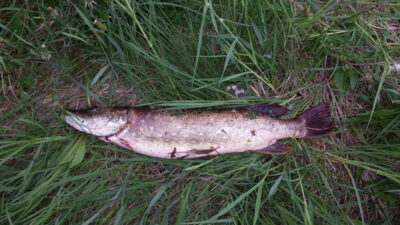 Northern Pike, 1.6 kg