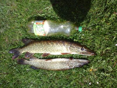 Northern Pike — Kiaunas
