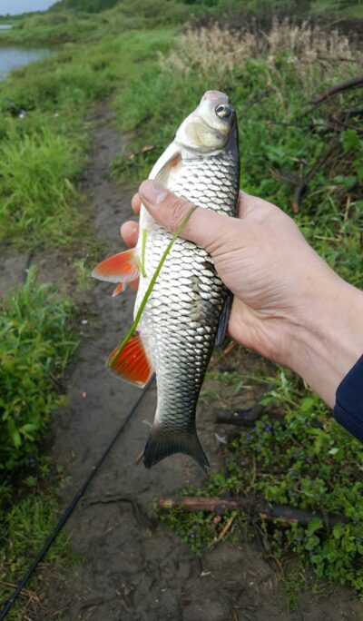 chub — Neman River