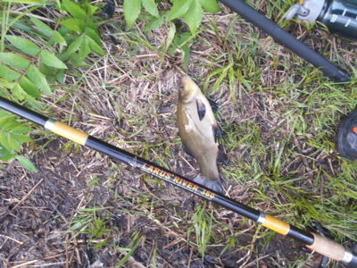 Tench, 0.6 kg — Perdalė