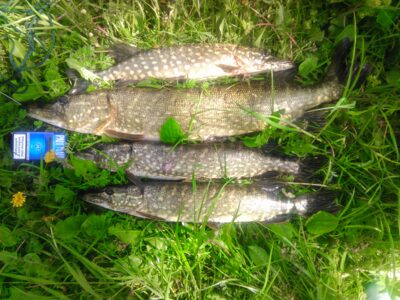 Northern Pike, 2.8 kg — Labanoras