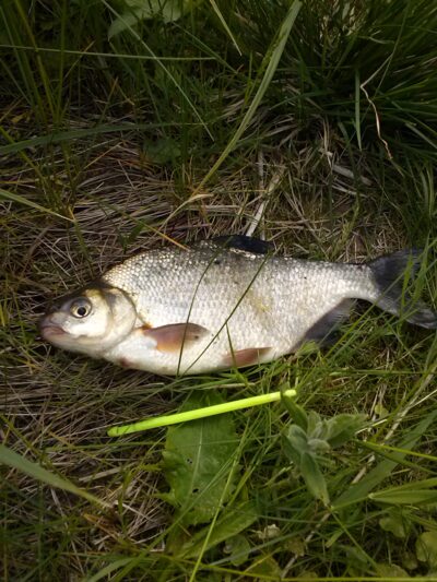 Carp bream, 0.8 kg