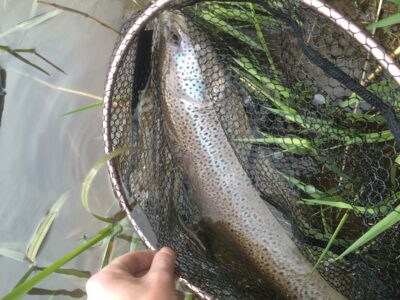 Brown Trout — River Don
