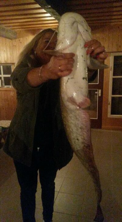 Wels catfish