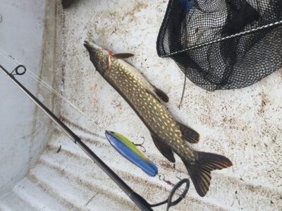 Northern Pike, 1.5 kg — Žilma