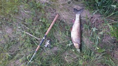 chub, 1.7 kg — Bārta