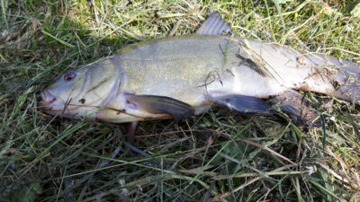 Tench