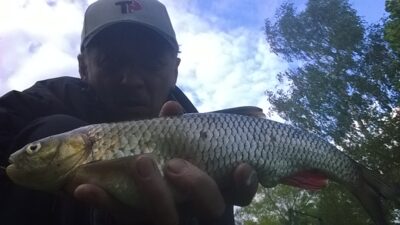 chub, 0.6 kg