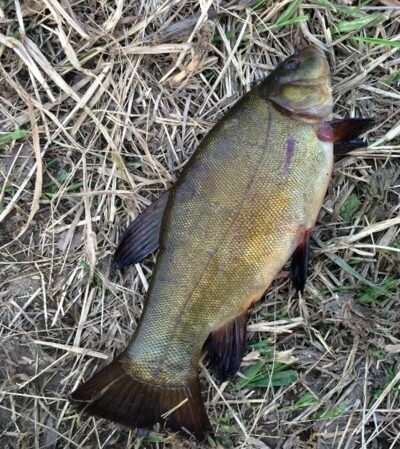 Tench, 0.5 kg — Nevėžis