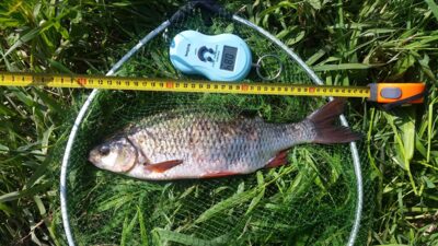 chub, 0.8 kg