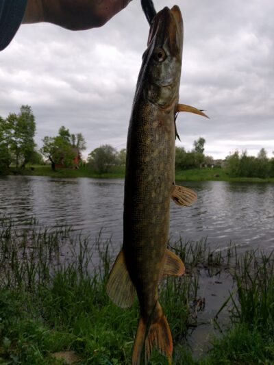 Northern Pike, 0.6 kg