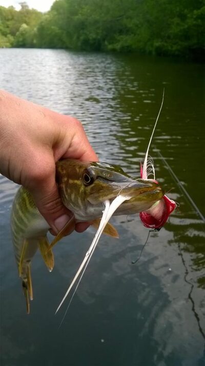 Northern Pike — Danė